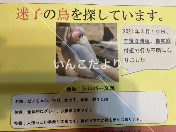 迷い鳥の写真