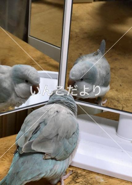 迷い鳥の写真