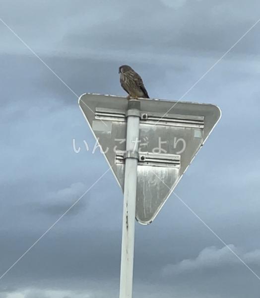 保護鳥の写真