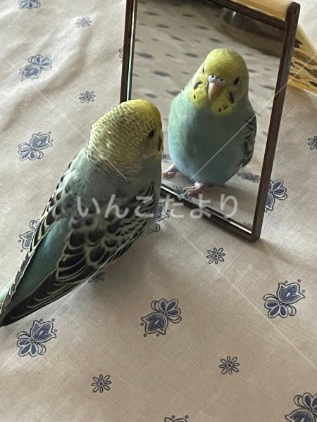 迷い鳥の写真