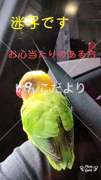 保護鳥の写真