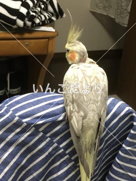 迷い鳥の写真