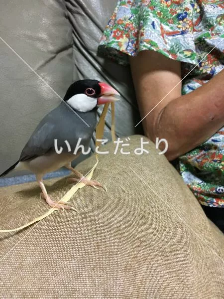 迷い鳥の写真