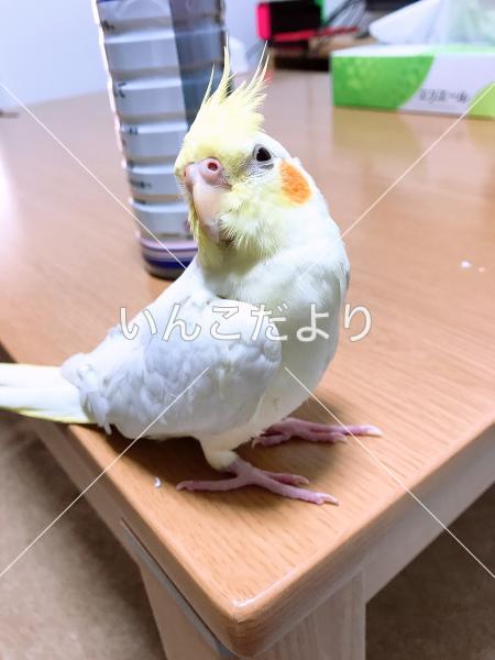 迷い鳥の写真