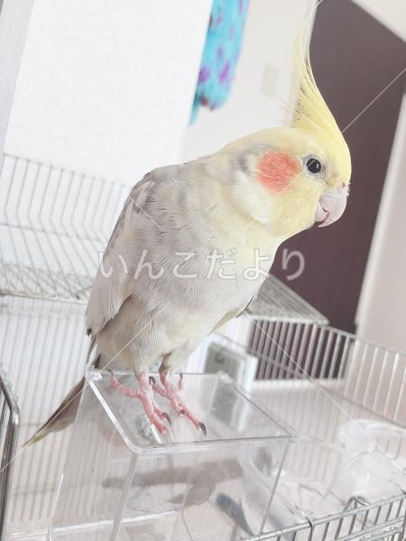 迷い鳥の写真