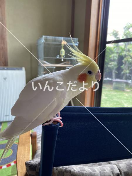 迷い鳥の写真