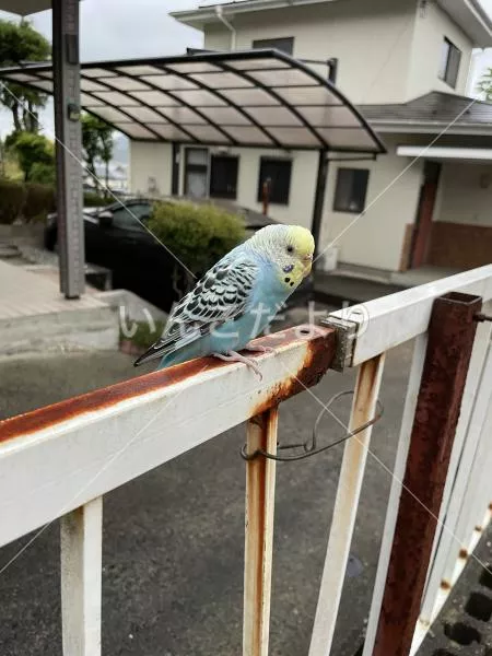 保護鳥の写真