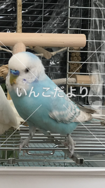 迷い鳥の写真
