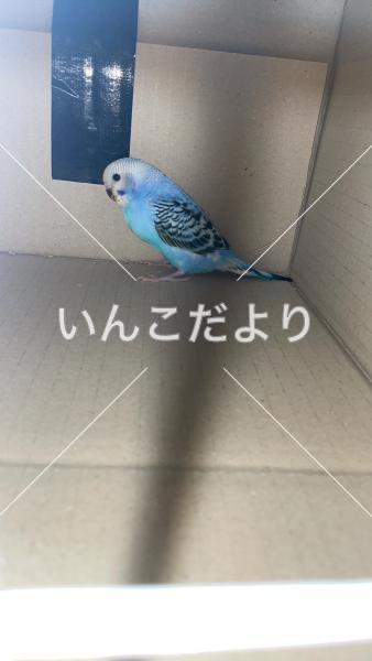 迷い鳥の写真