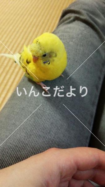 迷い鳥の写真