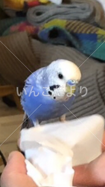 迷い鳥の写真
