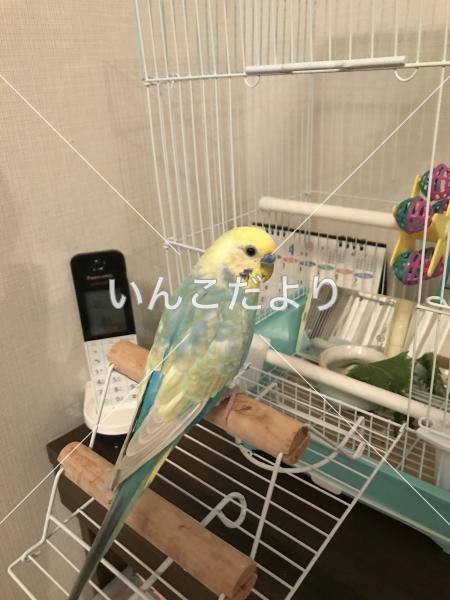 迷い鳥の写真