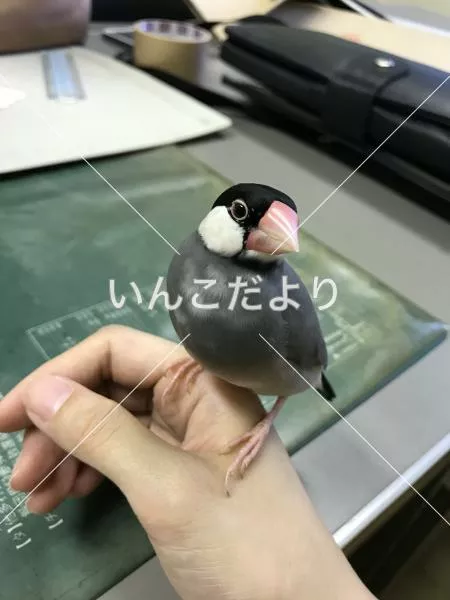 保護鳥の写真