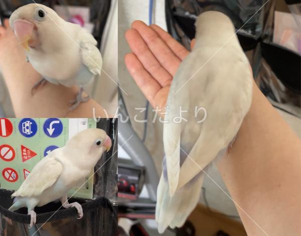 迷い鳥の写真