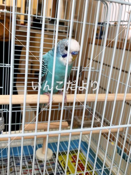 保護鳥の写真