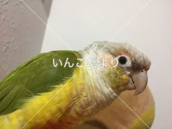 保護鳥の写真