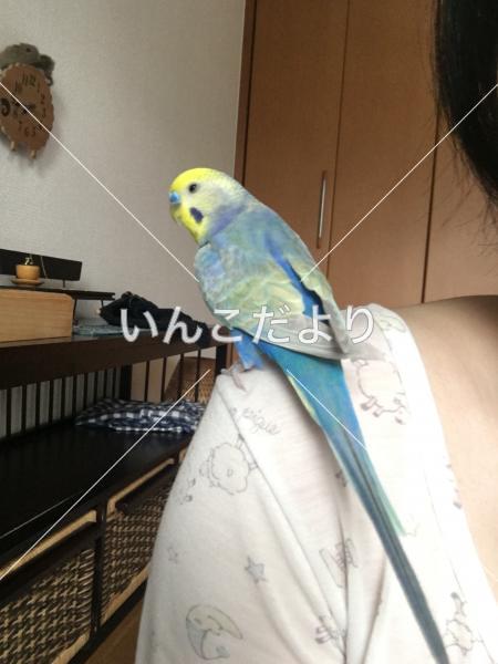 迷い鳥の写真
