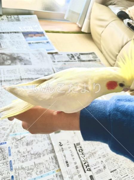 迷い鳥の写真