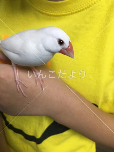 迷い鳥の写真