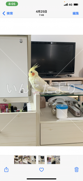 迷い鳥の写真