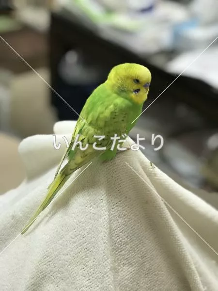 保護鳥の写真
