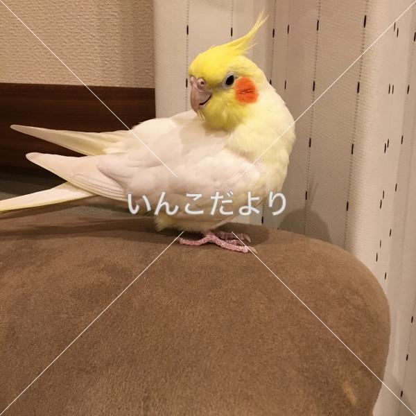 迷い鳥の写真