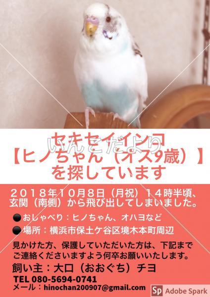 迷い鳥の写真
