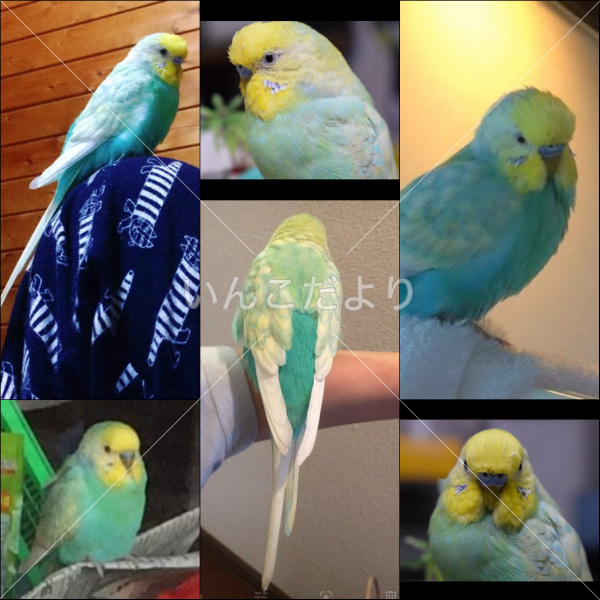 迷い鳥の写真