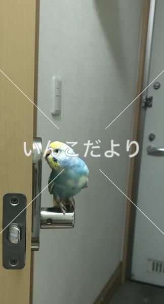 迷い鳥の写真