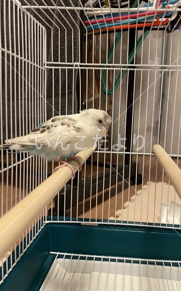 保護鳥の写真