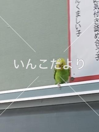 保護鳥の写真