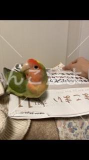 迷い鳥の写真