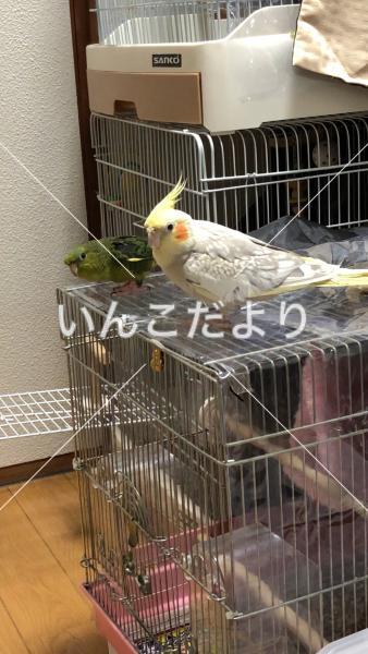 迷い鳥の写真