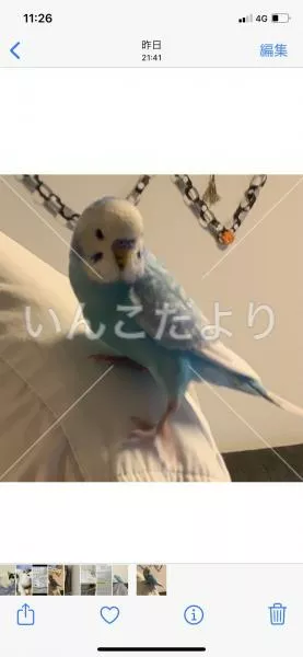 保護鳥の写真