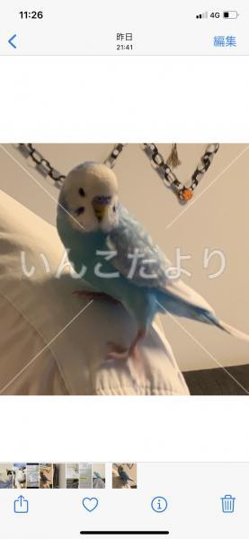 保護鳥の写真