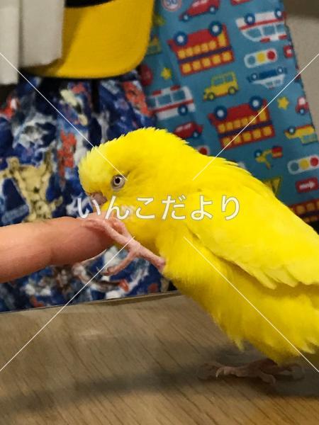 迷い鳥の写真
