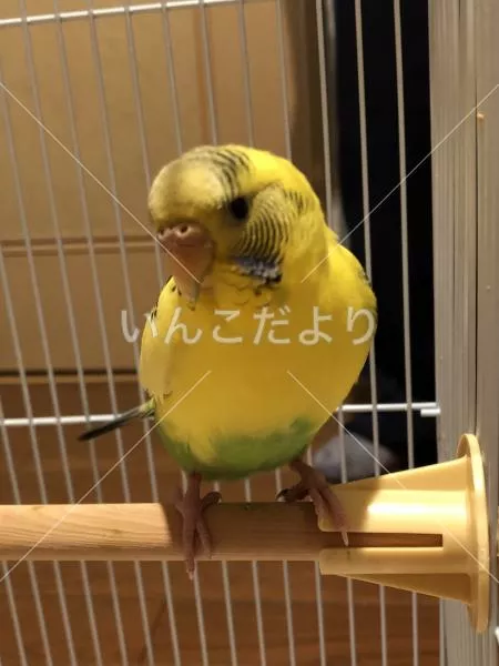 保護鳥の写真