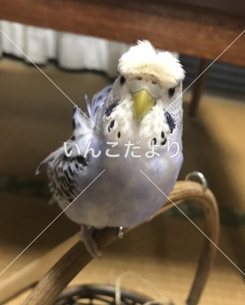 迷い鳥の写真
