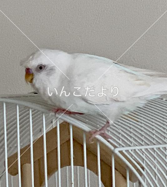 迷い鳥の写真