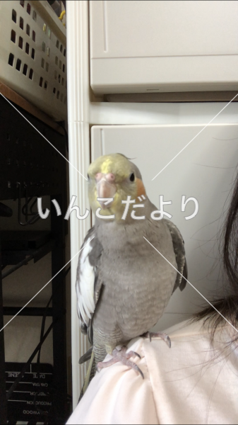 迷い鳥の写真