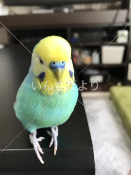 迷い鳥の写真