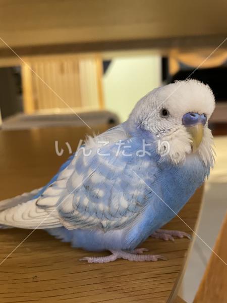 迷い鳥の写真