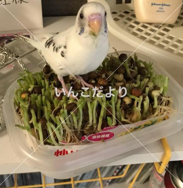 迷い鳥の写真