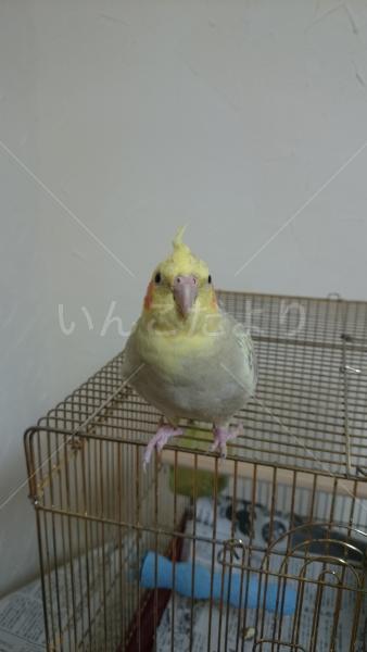 迷い鳥の写真