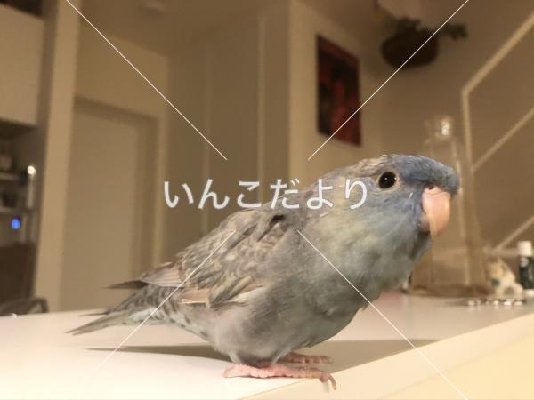 迷い鳥の写真