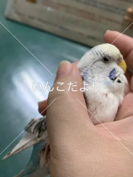 保護鳥の写真