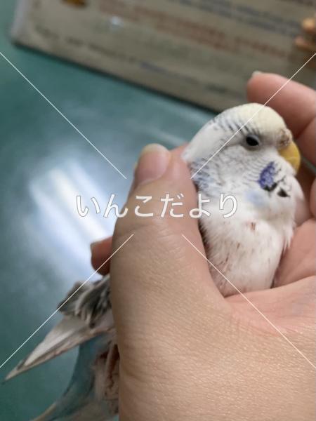 保護鳥の写真