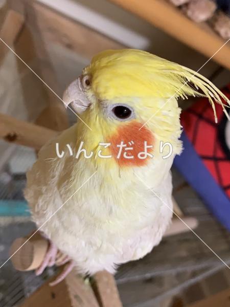 迷い鳥の写真