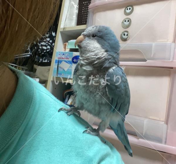 迷い鳥の写真