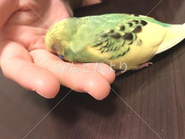 迷い鳥の写真